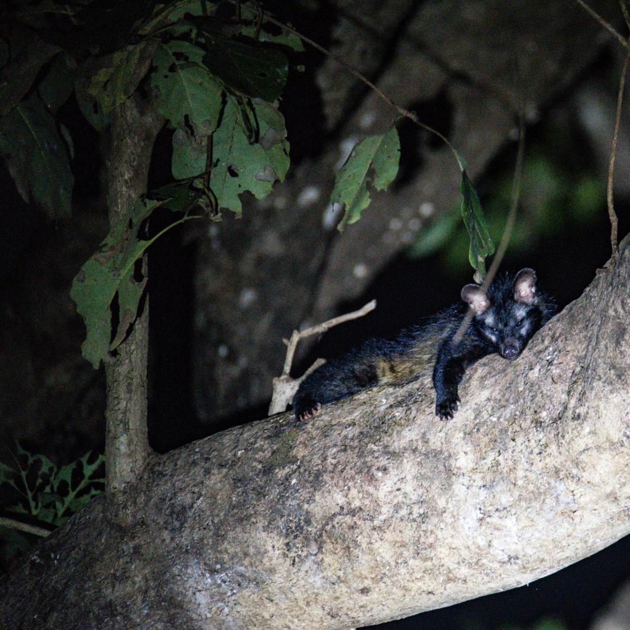 Nature'S Nest Eco Resort Goa, Near Dudhsagar Waterfalls Molem Buitenkant foto