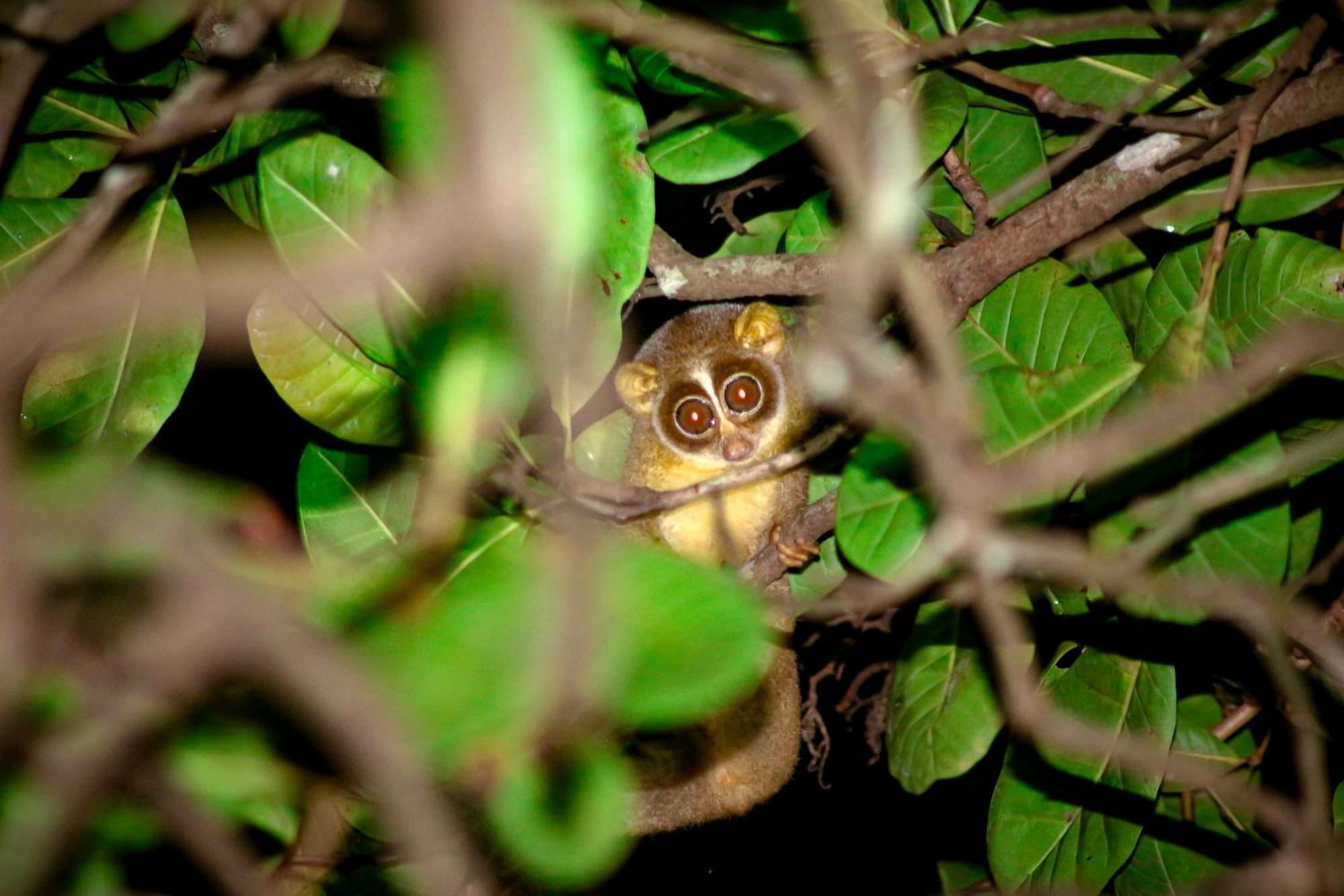 Nature'S Nest Eco Resort Goa, Near Dudhsagar Waterfalls Molem Buitenkant foto